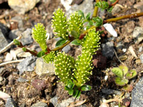 Salix arctica x reticulata